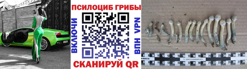 Галлюциногенные грибы Psilocybine cubensis купить Сусуман